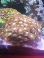Zoanthus magician stekjes vanaf €10, Dieren en Toebehoren, Vissen | Aquariumvissen, Overige typen, Zoutwatervis
