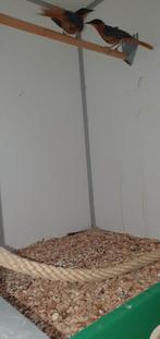 Koppel Tapuiten 1-1, Dieren en Toebehoren, Vogels | Overige Vogels, Meerdere dieren, Tropenvogel, Geringd