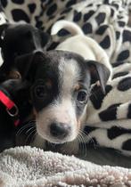 Jack Russel Black tan, Dieren en Toebehoren, Rabiës (hondsdolheid), Jack Russell Terriër, 8 tot 15 weken, Meerdere