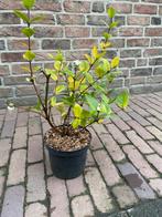 Winterbloeiende kamperfoelie struik, Tuin en Terras, Planten | Tuinplanten, Volle zon, Vaste plant, Winter, Ophalen