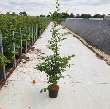 Fagus sylvatica groene beuken in potgekweekt  beschikbaar voor biedingen