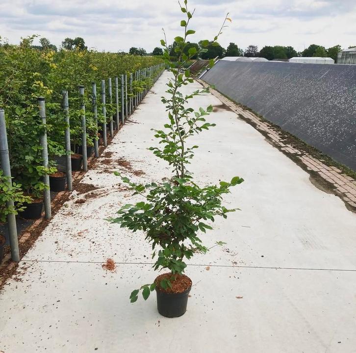 Fagus sylvatica groene beuken in potgekweekt, Tuin en Terras, Planten | Struiken en Hagen, Beukenhaag, Ophalen of Verzenden