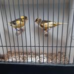 kanaries, Dieren en Toebehoren, Vogels | Kanaries