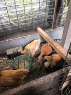 3 jonge legkippen, Vrouwelijk, Kip