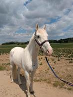Leuke 4 jarige Appaloosa ruin, Dieren en Toebehoren, Pony's, Gechipt, Ruin, Springpony, Zadelmak