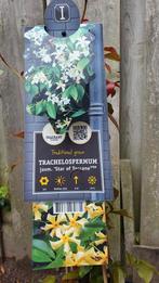 Toscaanse jasmijn plant, Tuin en Terras, Ophalen, Appelboom, Lente