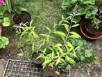 Tuinplanten, Ophalen, Zomer, Overige soorten, Volle zon