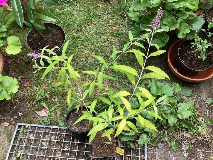 Tuinplanten, Tuin en Terras, Planten | Tuinplanten, Overige soorten, Volle zon, Zomer, Ophalen