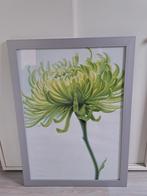 ** KOOPJE Mooie houten lijst met poster achter glas 57X77 cm, Ophalen, Zo goed als nieuw, 75 cm of meer, 50 tot 75 cm