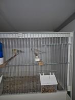 Agaat opaal geel mozaiek, Dieren en Toebehoren, Meerdere dieren, Kleurkanarie