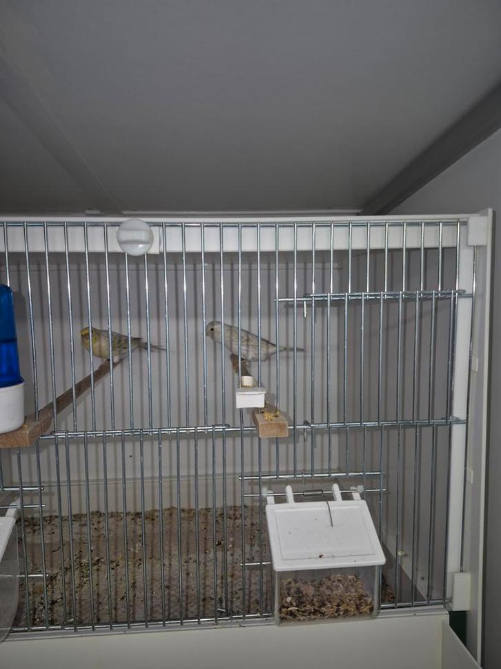 Agaat opaal geel mozaiek, Dieren en Toebehoren, Vogels | Kanaries, Kleurkanarie, Meerdere dieren