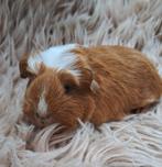 Lieve baby coronet en sheltie baby cavia's, Dieren en Toebehoren, Knaagdieren, Meerdere dieren, Cavia, Na 1 juli 2024