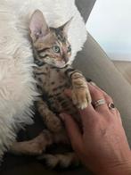 Super lief en aanhankelijk bengaal katertje kitten, Dieren en Toebehoren, Katten en Kittens | Raskatten | Korthaar, Kater, Gechipt