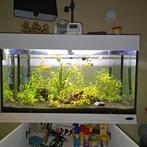 Aquarium, Dieren en Toebehoren, Vissen | Aquaria en Toebehoren, Ophalen, Zo goed als nieuw, Gevuld zoetwateraquarium