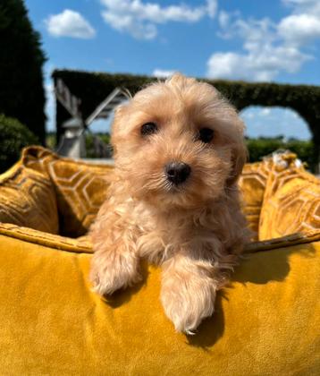 Yorkshire x Mini doodle pup beschikbaar voor biedingen