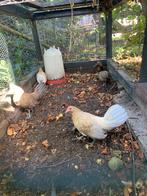 4 Drentse kriel hennen te koop, Dieren en Toebehoren, Pluimvee, Vrouwelijk, Kip