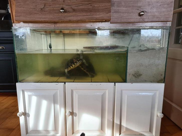 Waterschildpad aquarium