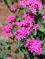 Pekbloem, Tuin en Terras, Bloembollen en Zaden, Ophalen of Verzenden, Voorjaar, Volle zon, Zaad