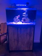 Blue marine 160, Ophalen of Verzenden, Zo goed als nieuw, Gevuld zeewateraquarium