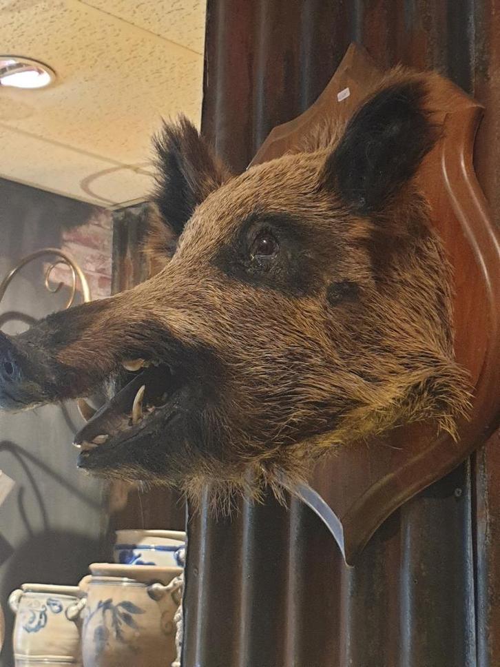 Grote Wildzwijn Kop - Wanddecoratie, Verzamelen, Dierenverzamelingen, Zo goed als nieuw, Opgezet dier, Ophalen of Verzenden