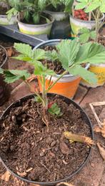 Stekjes Bramen en frambozen te koop, Tuin en Terras, Planten | Tuinplanten, Ophalen, Zomer, Volle zon