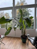 Strelitzia Nicolai een grote eigenwijze, veel nieuwe takken, Huis en Inrichting, Kamerplanten, Ophalen, Overige soorten, Halfschaduw