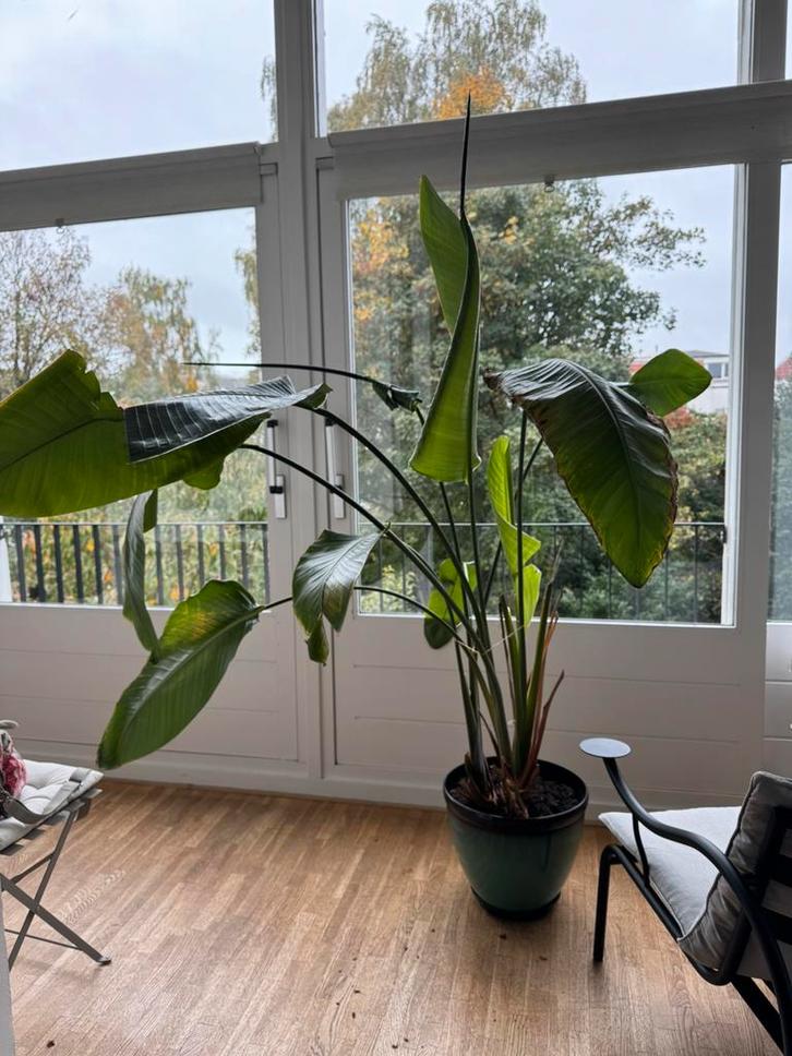 Strelitzia Nicolai een grote eigenwijze, veel nieuwe takken, Huis en Inrichting, Kamerplanten, Overige soorten, 150 tot 200 cm