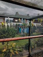 Te koop jonge parkieten, Dieren en Toebehoren, Meerdere dieren, Parkiet