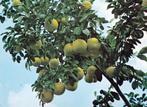 Suriname Grape-fruit /foto Kon. Inst. voor de tropen,, Gelopen, 1960 tot 1980, Buiten Europa, Verzenden