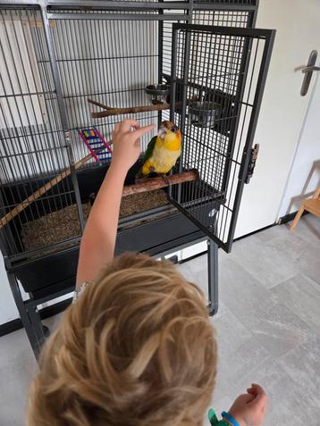 Zuivere Roestkop caique. Mag nest verlaten. TAM en gechipt.  beschikbaar voor biedingen