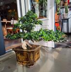 Fraaie bonsai Ficus, Ophalen of Verzenden, Bloeit niet, Overige soorten, Minder dan 100 cm