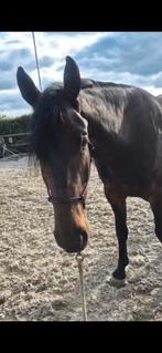 Xfull touwhalster v equiplay, Dieren en Toebehoren, Ophalen of Verzenden, Nieuw, Overige soorten