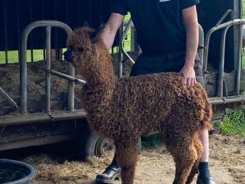 Alpaca jong, hengst, geboren in 2024. beschikbaar voor biedingen
