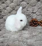 Lief wit Minilop hangoor konijntje♡, Dieren en Toebehoren, Konijnen, Mannelijk, Dwerg