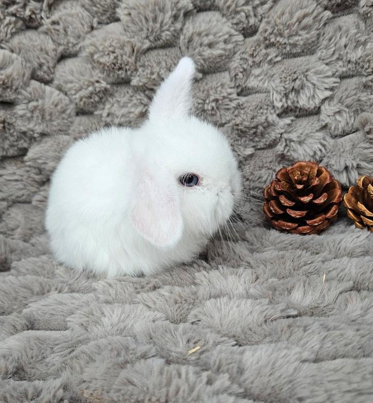Lief wit Minilop hangoor konijntje♡, Dieren en Toebehoren, Konijnen, Dwerg, Mannelijk