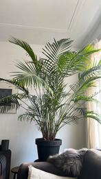 Grote palm in pot (ca. 1.90  x 1.60 m), Huis en Inrichting, Kamerplanten, Ophalen, Palm, Halfschaduw, In pot