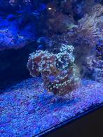 Euphyllia Paraancora, Ophalen