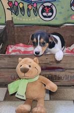 Prachtige boerenfox pups ( reutjes  - 1 teefje), Overige rassen, CDV (hondenziekte), 8 tot 15 weken, Meerdere