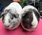 2 blauw dalmatier gladhaar cavia beertjes, Mei, Mannelijk, Cavia