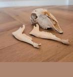 schedel  griekse wilde geit Griekenland - Greece goat skull, Verzamelen, Dierenverzamelingen, Ophalen of Verzenden, Wild dier
