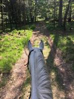 Bijrijder gezocht, Ophalen, Nieuw