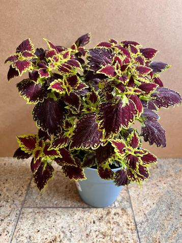 Siernetel Coleus bruin kamerplant planten 43 cm in pot beschikbaar voor biedingen
