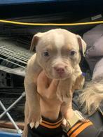 American bully pocket, Dieren en Toebehoren, Honden | Bulldogs, Pinschers en Molossers, België, Particulier, Rabiës (hondsdolheid)