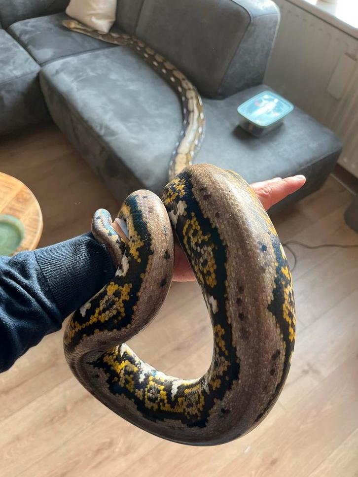 0.1 Klawu tiger netpython NK2019