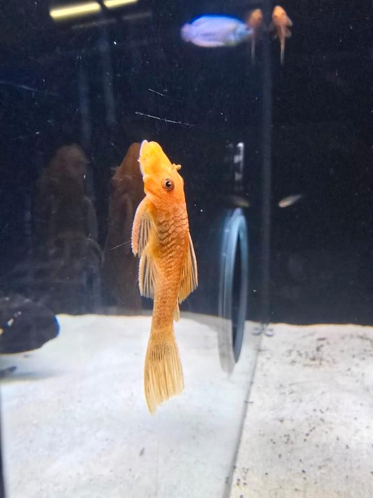Ancistrus Rood, Dieren en Toebehoren, Vissen | Aquariumvissen, Zoetwatervis, Vis