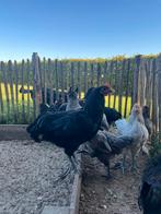Australorp haan wit/grijs en zwart, Dieren en Toebehoren, Pluimvee, Mannelijk, Kip