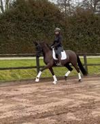 Lieve talentvolle ruin v. McLaren, Dieren en Toebehoren, Met stamboom, Ruin, Dressuurpaard, Zadelmak