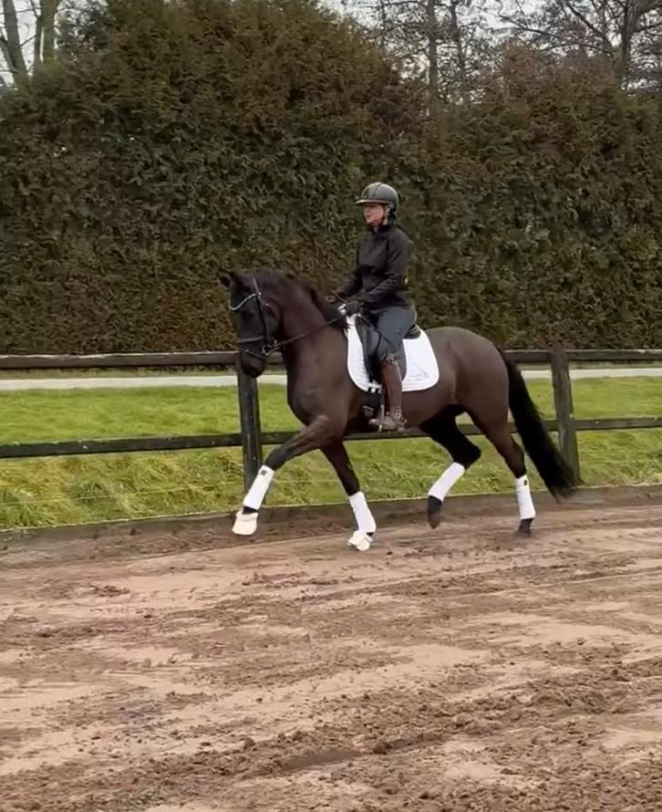 Lieve talentvolle ruin v. McLaren, Dieren en Toebehoren, Paarden, Ruin, Zadelmak, 160 tot 165 cm, 3 tot 6 jaar, Dressuurpaard