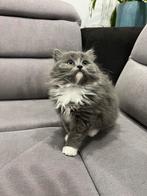 Ragdoll x britse langhaar kittens mogen het nest verlaten, Meerdere dieren, Ontwormd, 0 tot 2 jaar