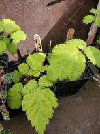 Frambei plantjes nog 1 beschikbaar!, Volle zon, Minder dan 100 cm, Ophalen, Overige soorten
